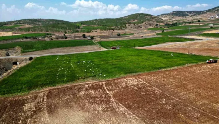 Kilis’te Acı Biber Hasadı Başladı