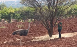 Kilis’te sahipsiz deve kuşu koruma altına alındı