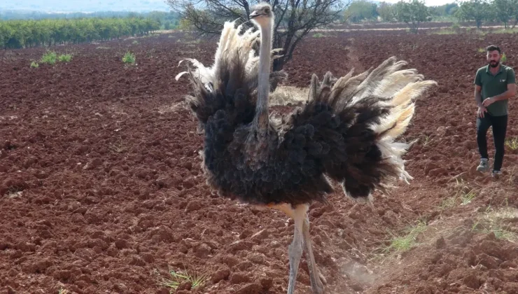 Suriye’den kaçıp sınırı geçen deve kuşu Kilis’te yakalandı